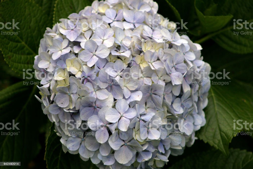 Detail Bunga Hydrangea Nomer 31