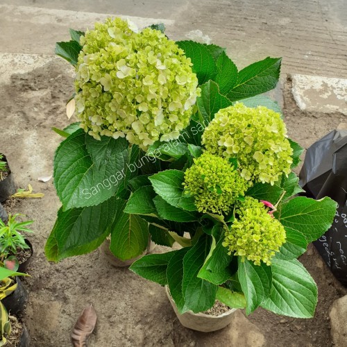Detail Bunga Hydrangea Nomer 37