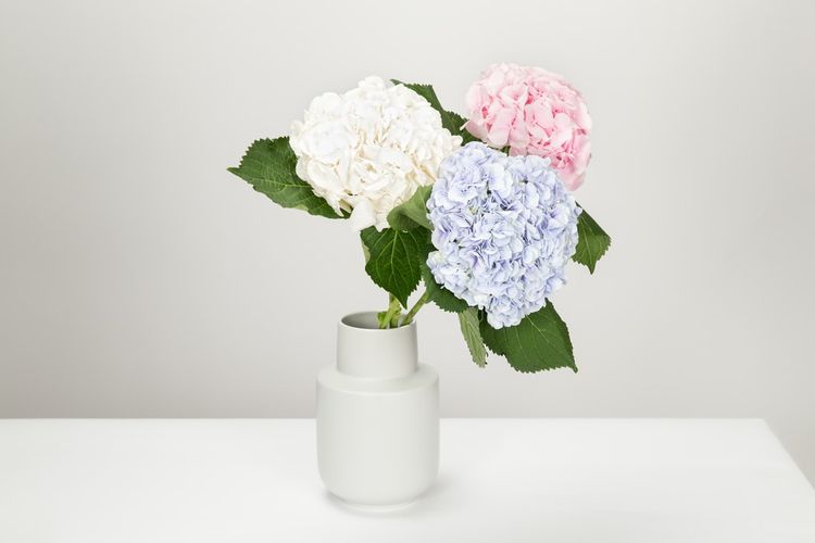 Detail Bunga Hydrangea Nomer 40
