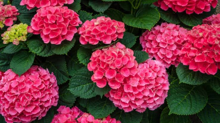 Detail Bunga Hydrangea Nomer 42