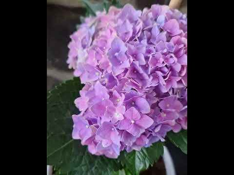 Detail Bunga Hydrangea Nomer 44
