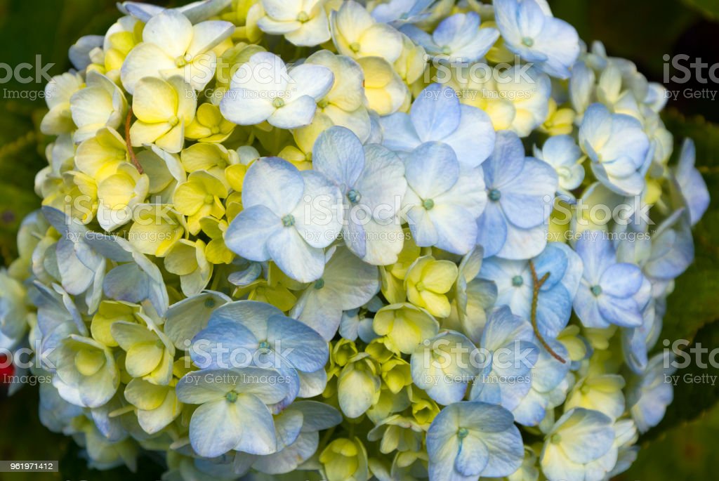 Detail Bunga Hydrangea Nomer 46