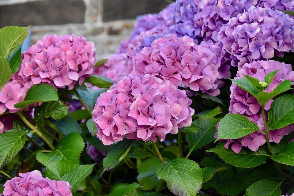 Detail Bunga Hydrangea Nomer 6
