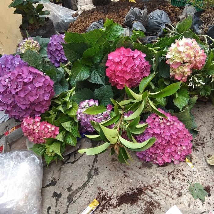 Detail Bunga Hydrangea Nomer 49