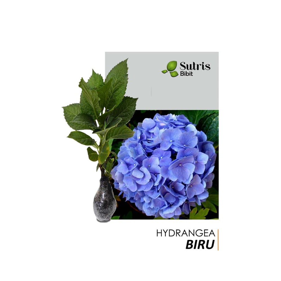 Detail Bunga Hydrangea Nomer 50