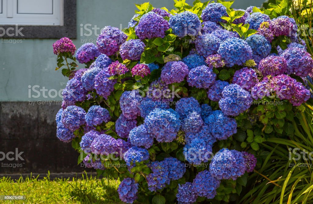 Detail Bunga Hydrangea Nomer 51
