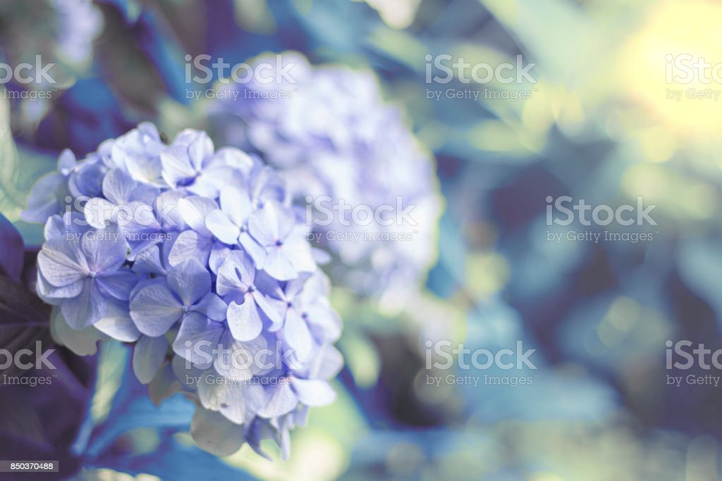 Detail Bunga Hydrangea Nomer 54