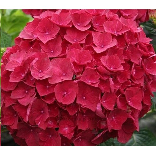 Detail Bunga Hydrangea Nomer 57