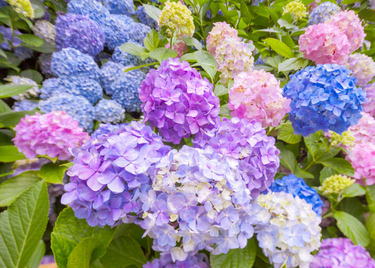 Detail Bunga Hydrangea Nomer 9