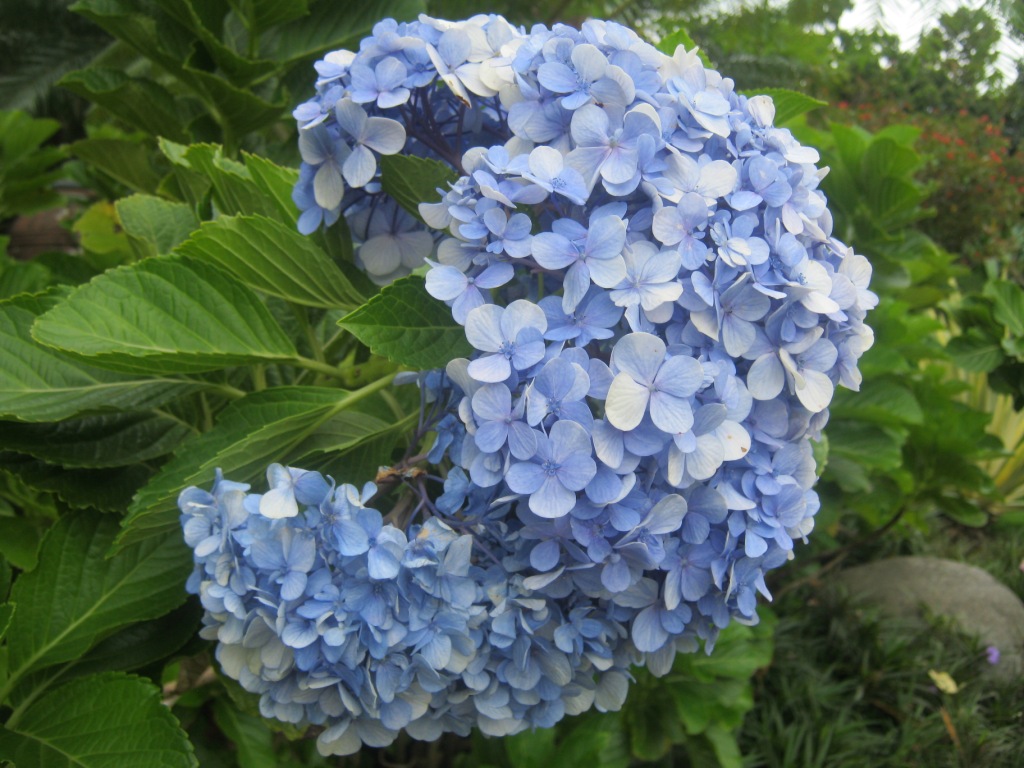 Detail Bunga Hydrangea Biru Nomer 11