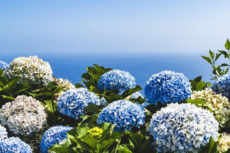 Detail Bunga Hydrangea Biru Nomer 12