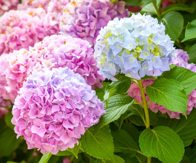 Detail Bunga Hydrangea Biru Nomer 13