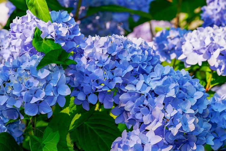 Detail Bunga Hydrangea Biru Nomer 14