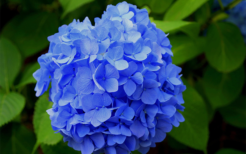 Detail Bunga Hydrangea Biru Nomer 15