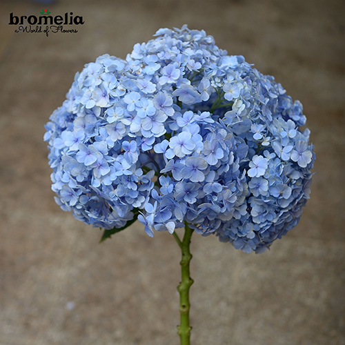 Detail Bunga Hydrangea Biru Nomer 16