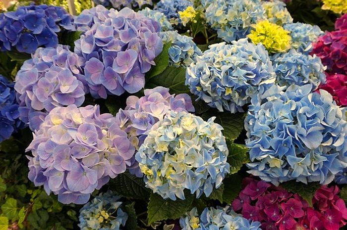 Detail Bunga Hydrangea Biru Nomer 17