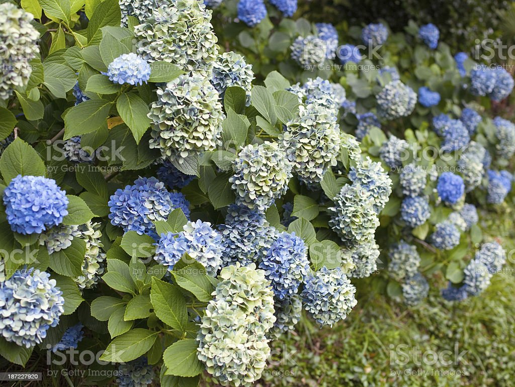 Detail Bunga Hydrangea Biru Nomer 20