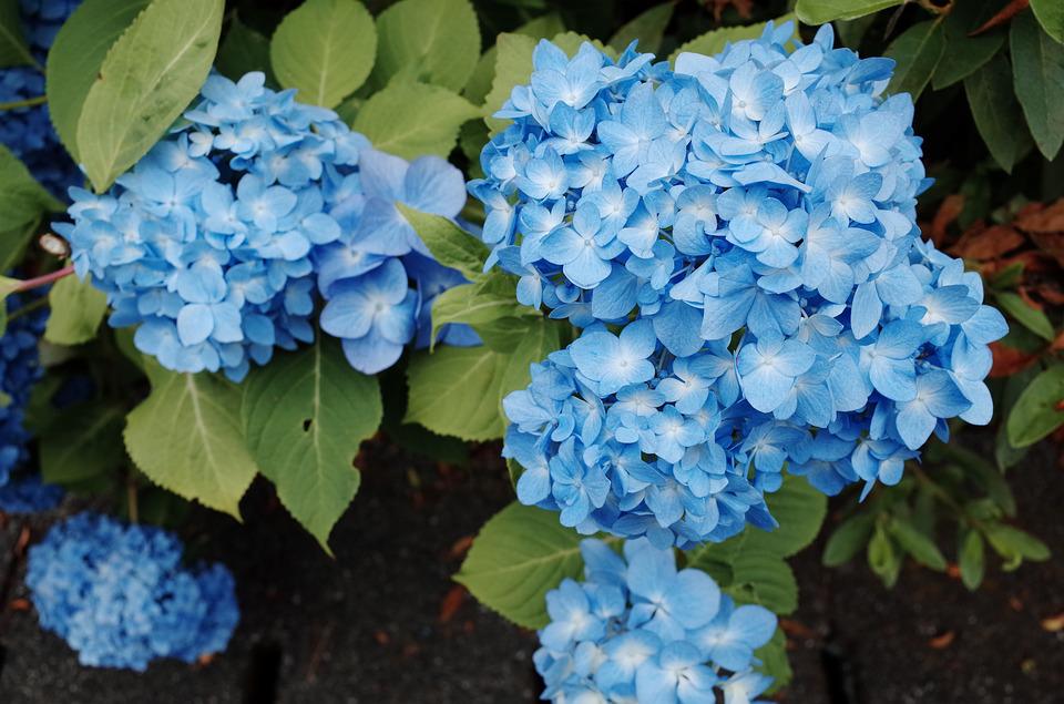Detail Bunga Hydrangea Biru Nomer 21