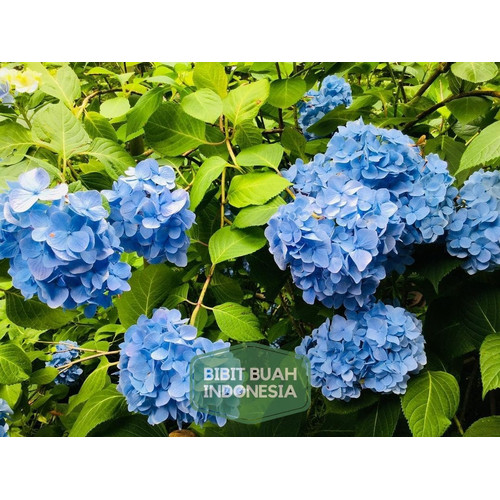 Detail Bunga Hydrangea Biru Nomer 22