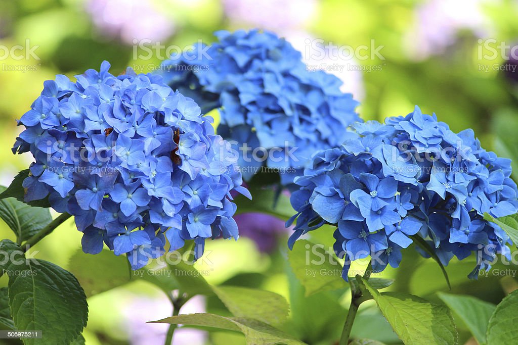 Detail Bunga Hydrangea Biru Nomer 23