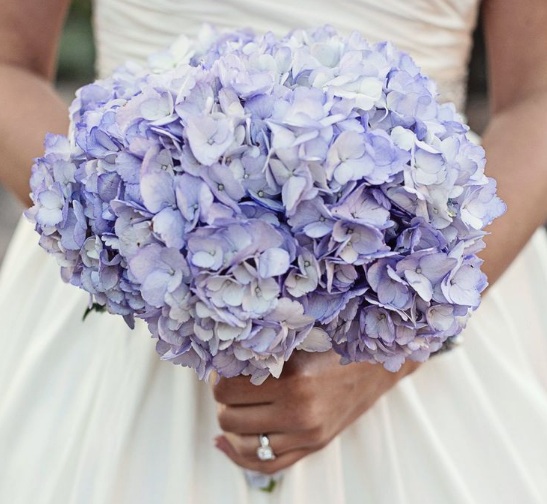Detail Bunga Hydrangea Biru Nomer 24