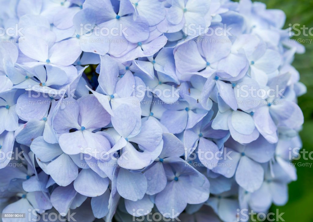 Detail Bunga Hydrangea Biru Nomer 25