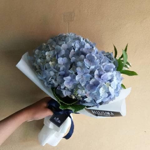 Detail Bunga Hydrangea Biru Nomer 26