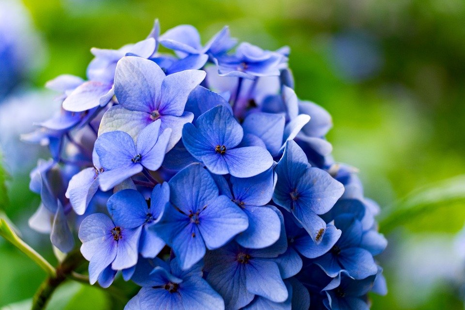 Detail Bunga Hydrangea Biru Nomer 28
