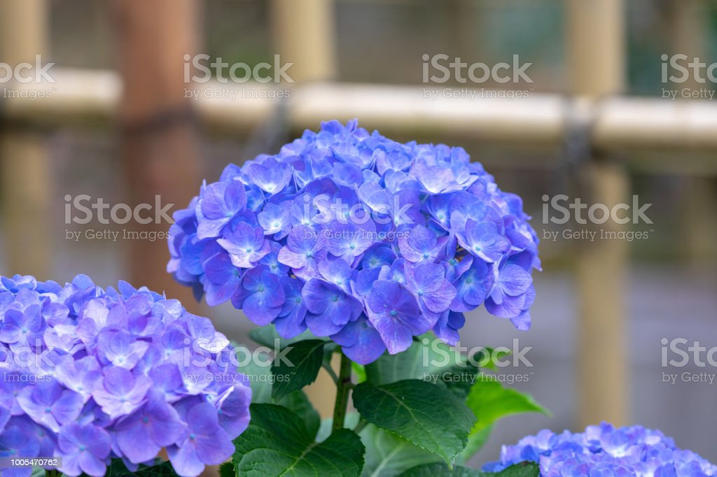 Detail Bunga Hydrangea Biru Nomer 29
