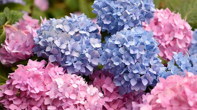 Detail Bunga Hydrangea Biru Nomer 4