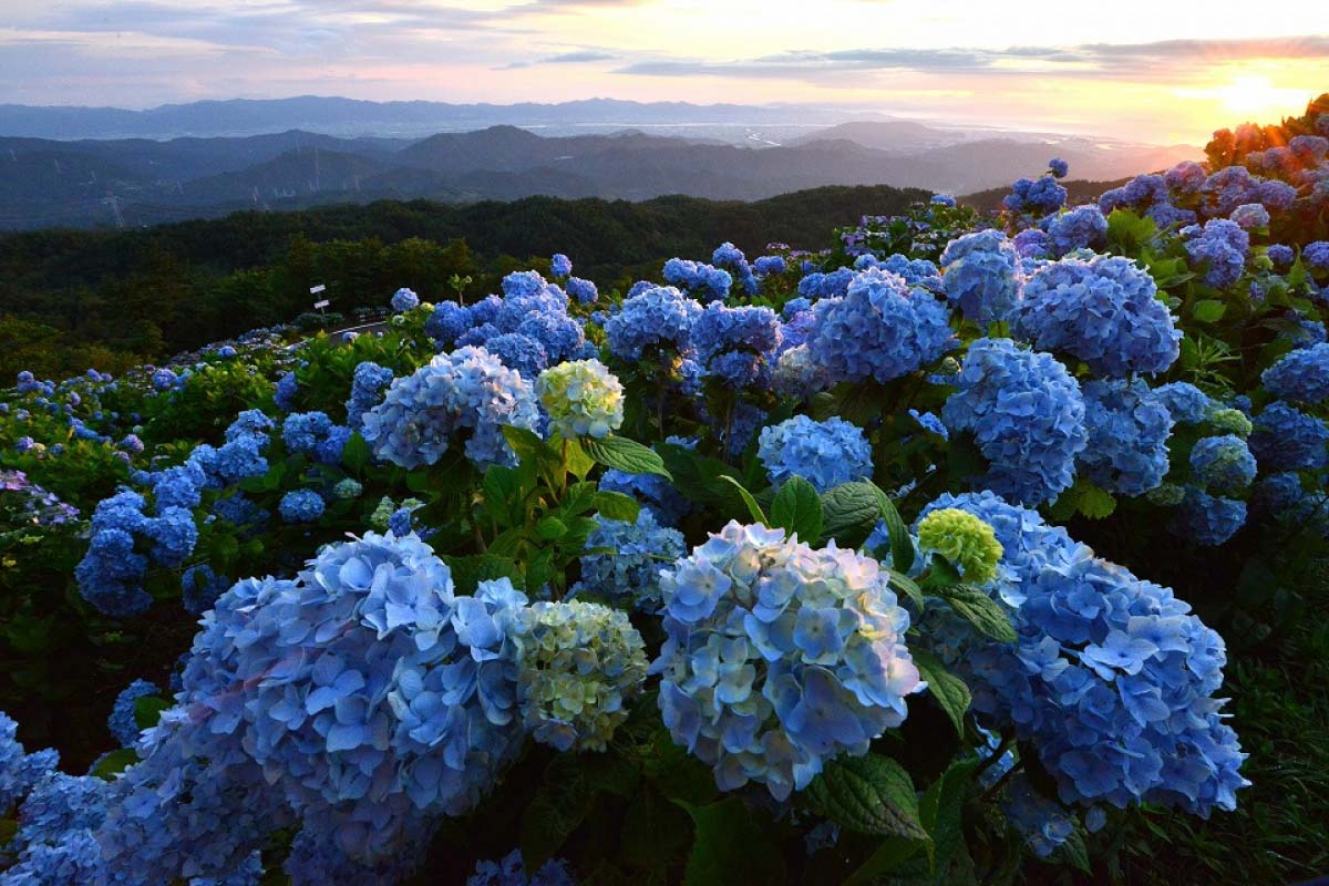 Detail Bunga Hydrangea Biru Nomer 31