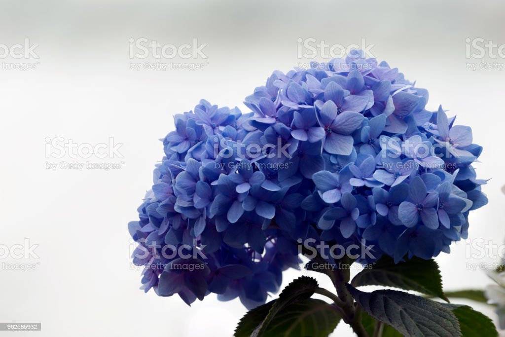 Detail Bunga Hydrangea Biru Nomer 32