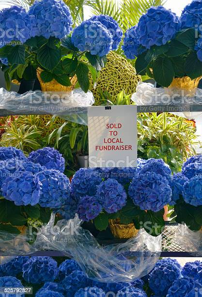 Detail Bunga Hydrangea Biru Nomer 33