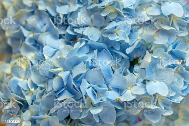 Detail Bunga Hydrangea Biru Nomer 34