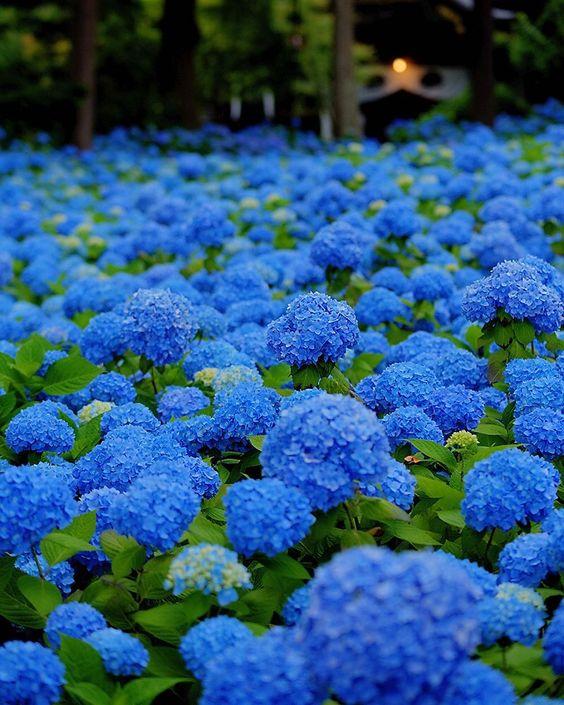 Detail Bunga Hydrangea Biru Nomer 35