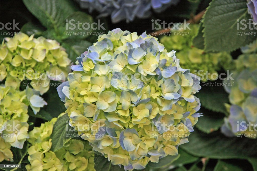 Detail Bunga Hydrangea Biru Nomer 36