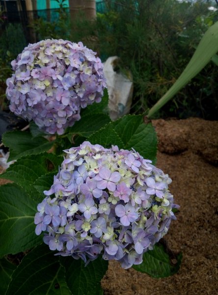 Detail Bunga Hydrangea Biru Nomer 37
