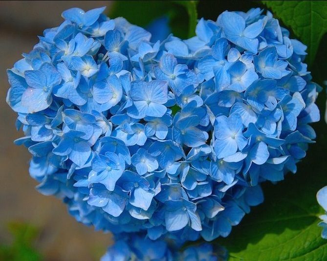 Detail Bunga Hydrangea Biru Nomer 5