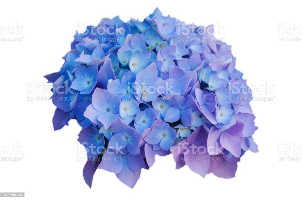 Detail Bunga Hydrangea Biru Nomer 40