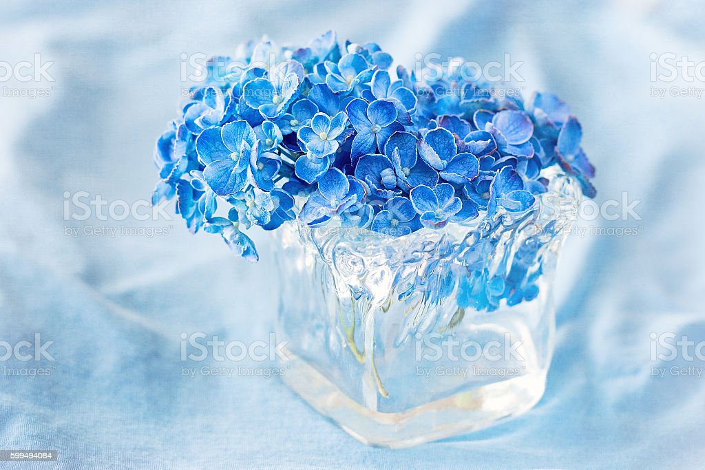 Detail Bunga Hydrangea Biru Nomer 41