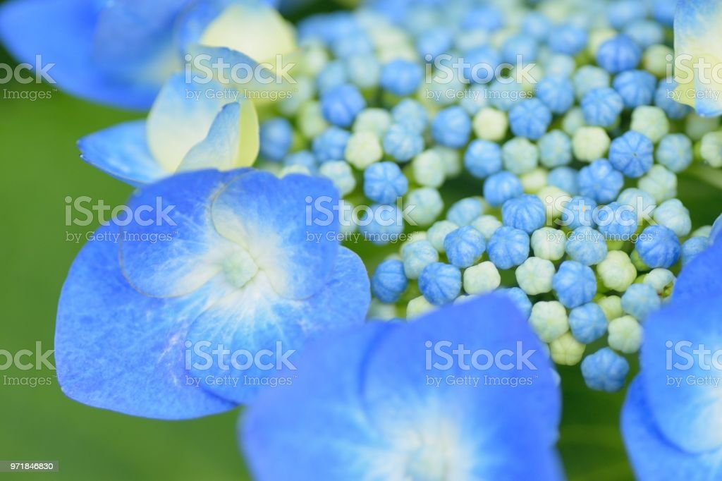 Detail Bunga Hydrangea Biru Nomer 42