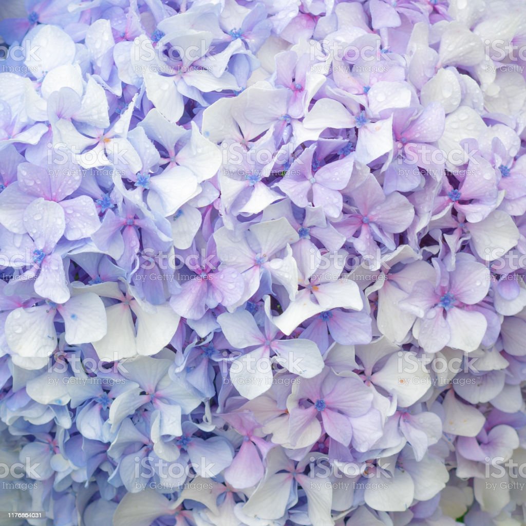 Detail Bunga Hydrangea Biru Nomer 43