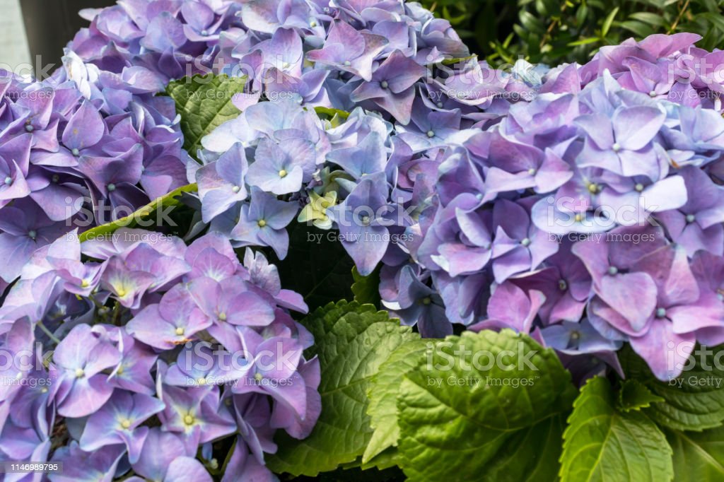Detail Bunga Hydrangea Biru Nomer 44