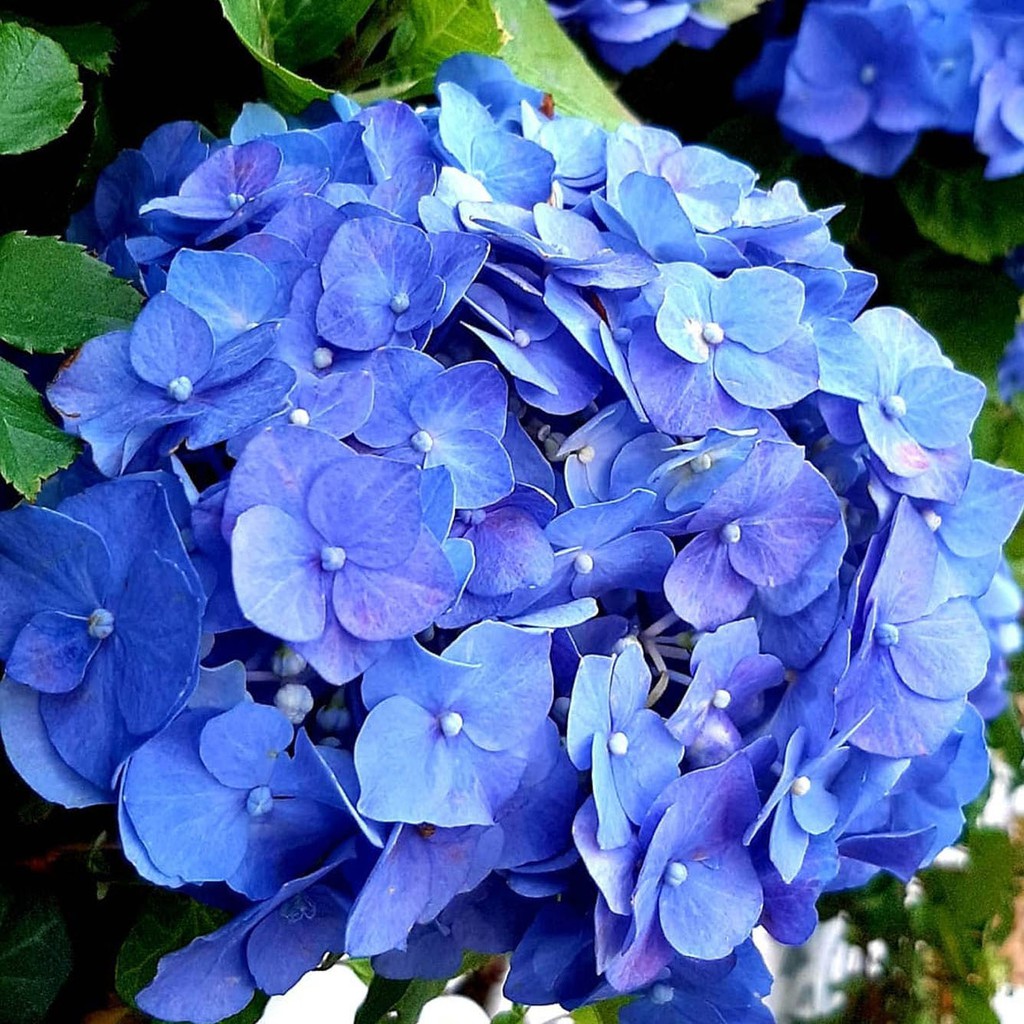Detail Bunga Hydrangea Biru Nomer 45