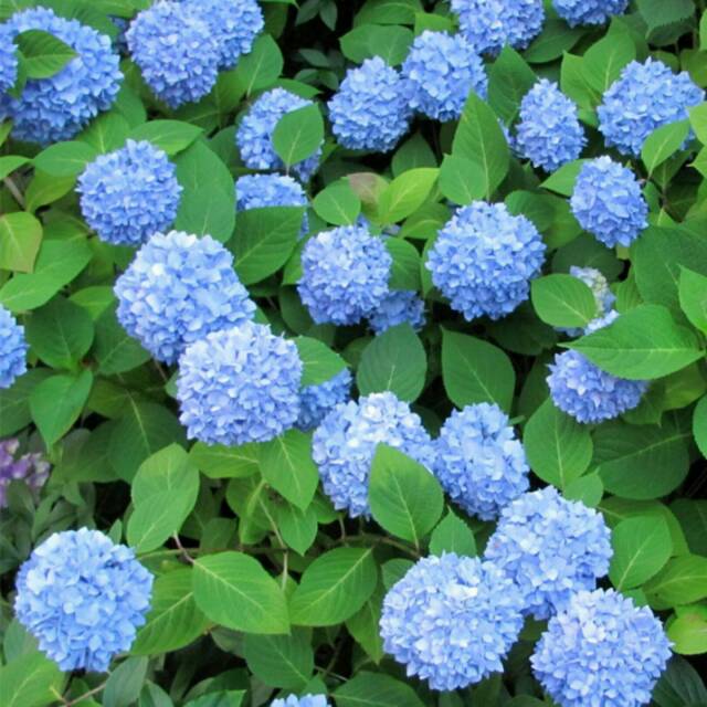 Detail Bunga Hydrangea Biru Nomer 48