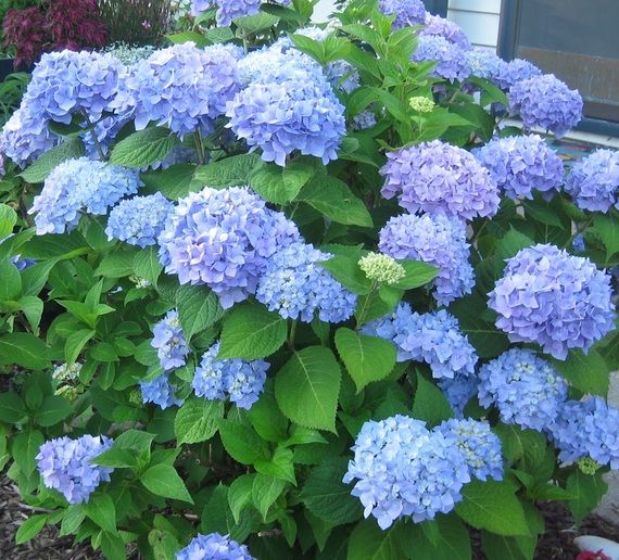 Detail Bunga Hydrangea Biru Nomer 6
