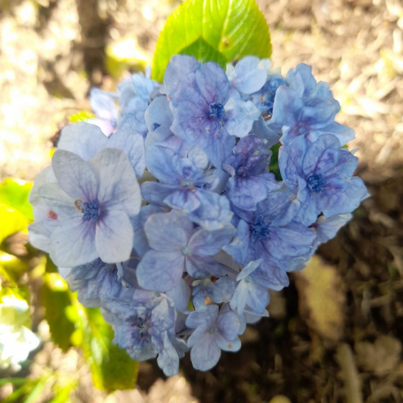 Detail Bunga Hydrangea Biru Nomer 49