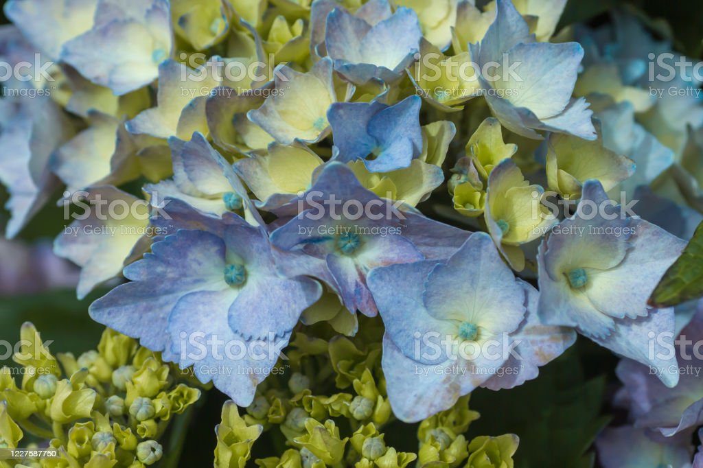 Detail Bunga Hydrangea Biru Nomer 50