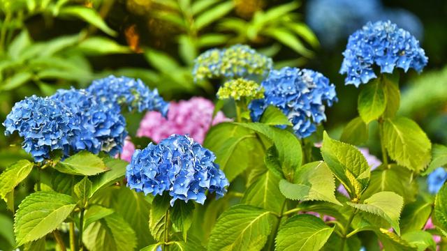 Detail Bunga Hydrangea Biru Nomer 51