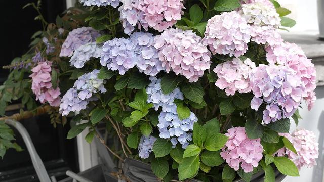 Detail Bunga Hydrangea Biru Nomer 52